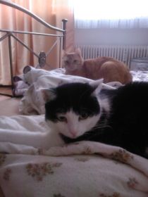 Foto0008.jpg